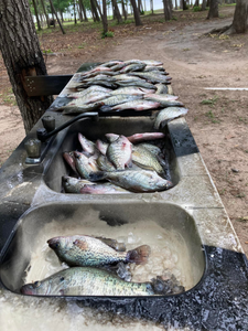 Crappie Haul In Texas